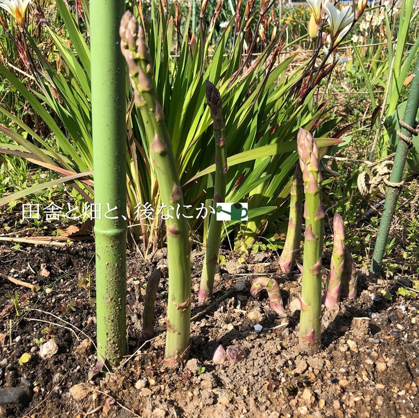 kitchen-garden