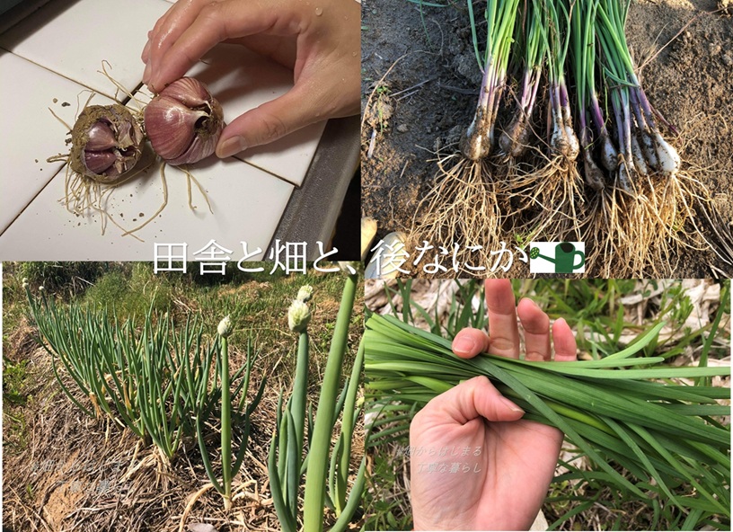 kitchen-garden
