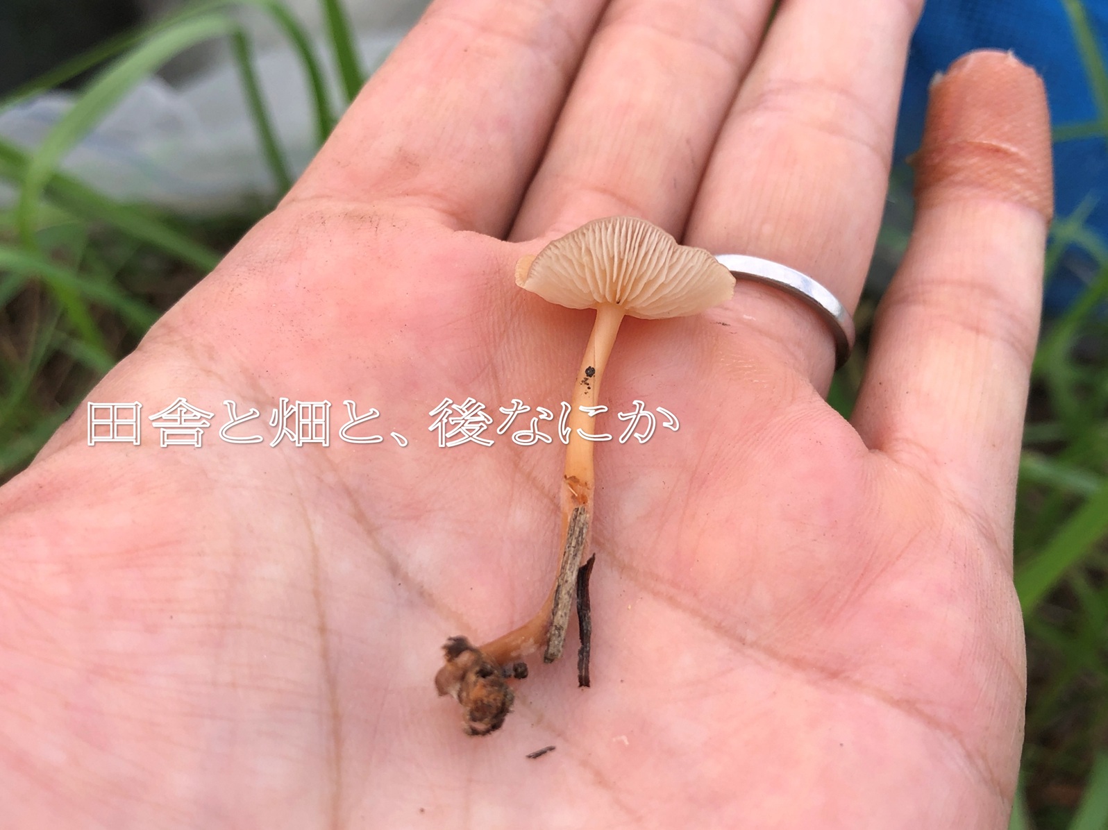 きのこ