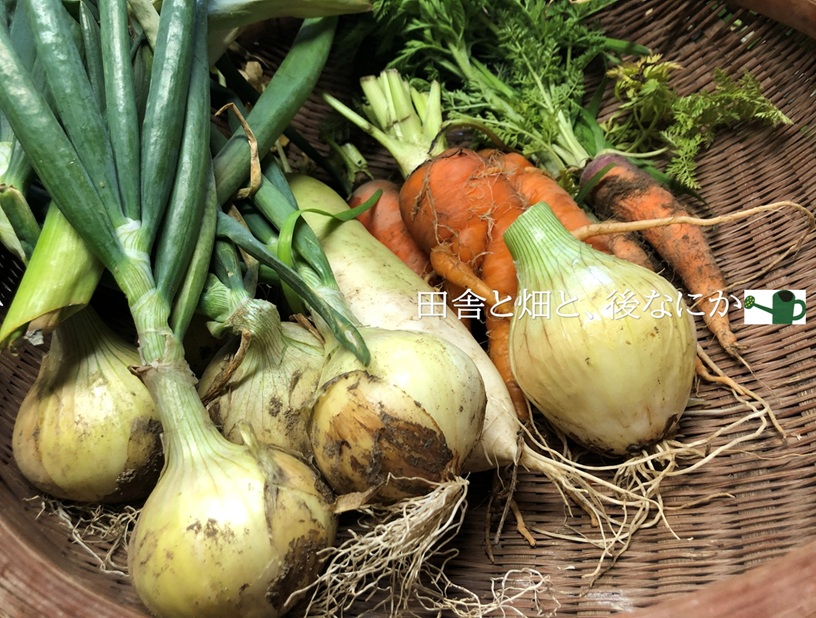 vegetable