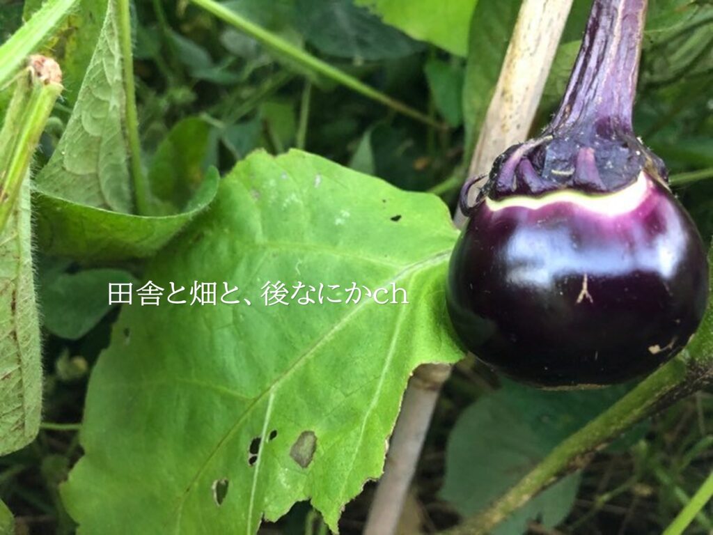 家庭菜園