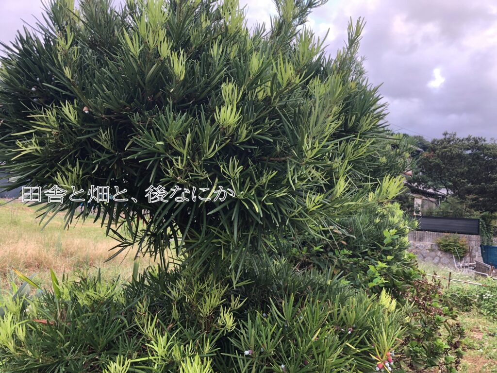 イヌマキ