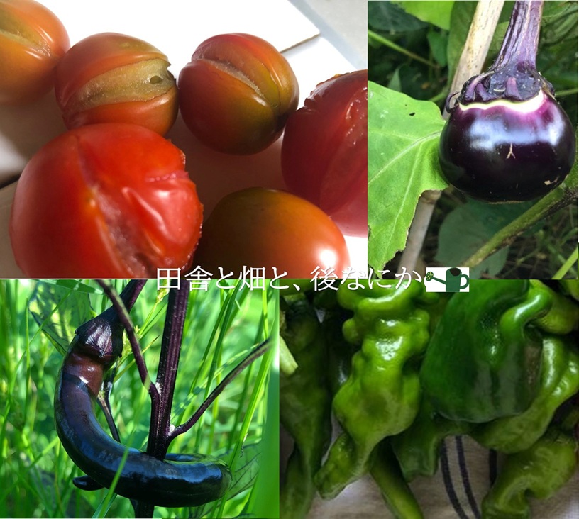 kitchen-garden