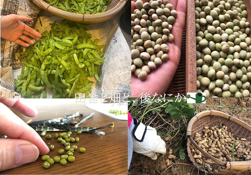 kitchen-garden