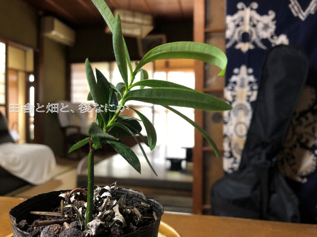 イヌマキ