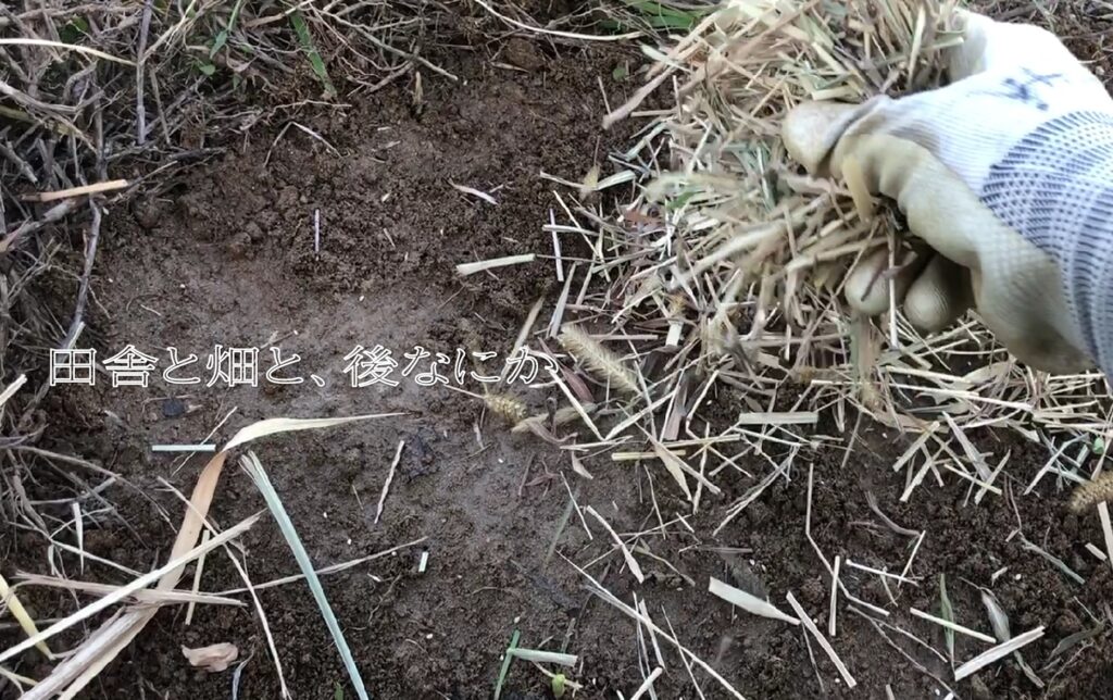 玉ねぎ