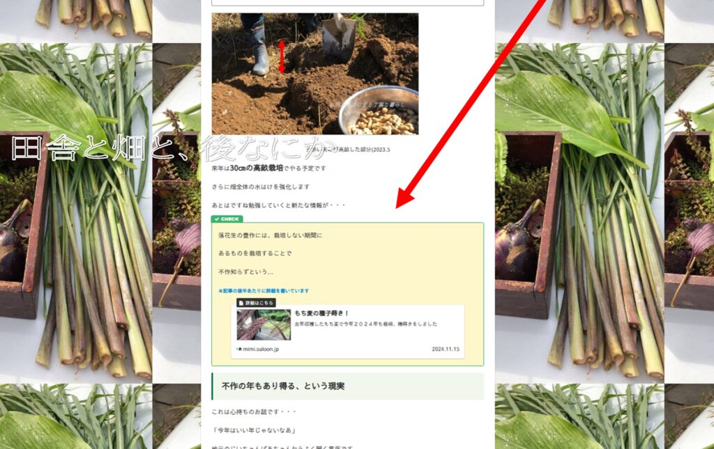 落花生栽培