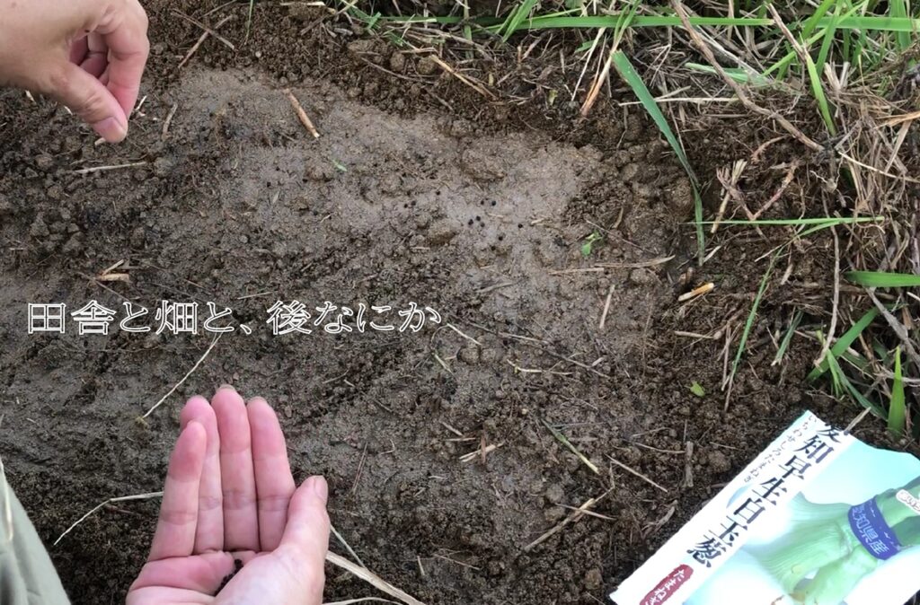 玉ねぎ