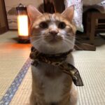 トラ