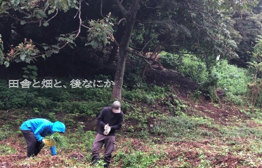ノビル