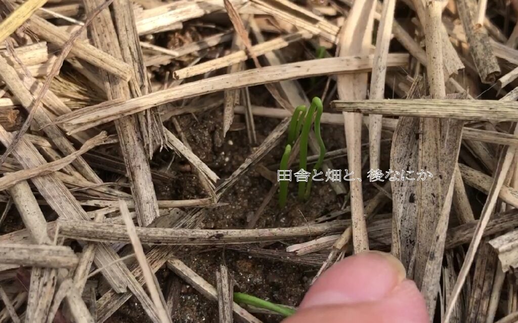 玉ねぎ
