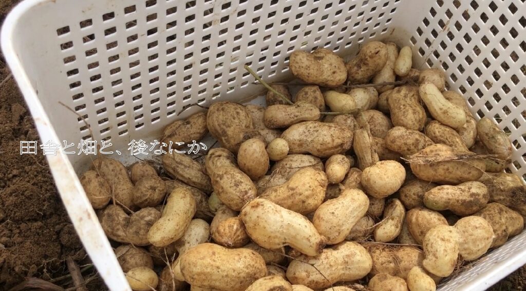 落花生栽培