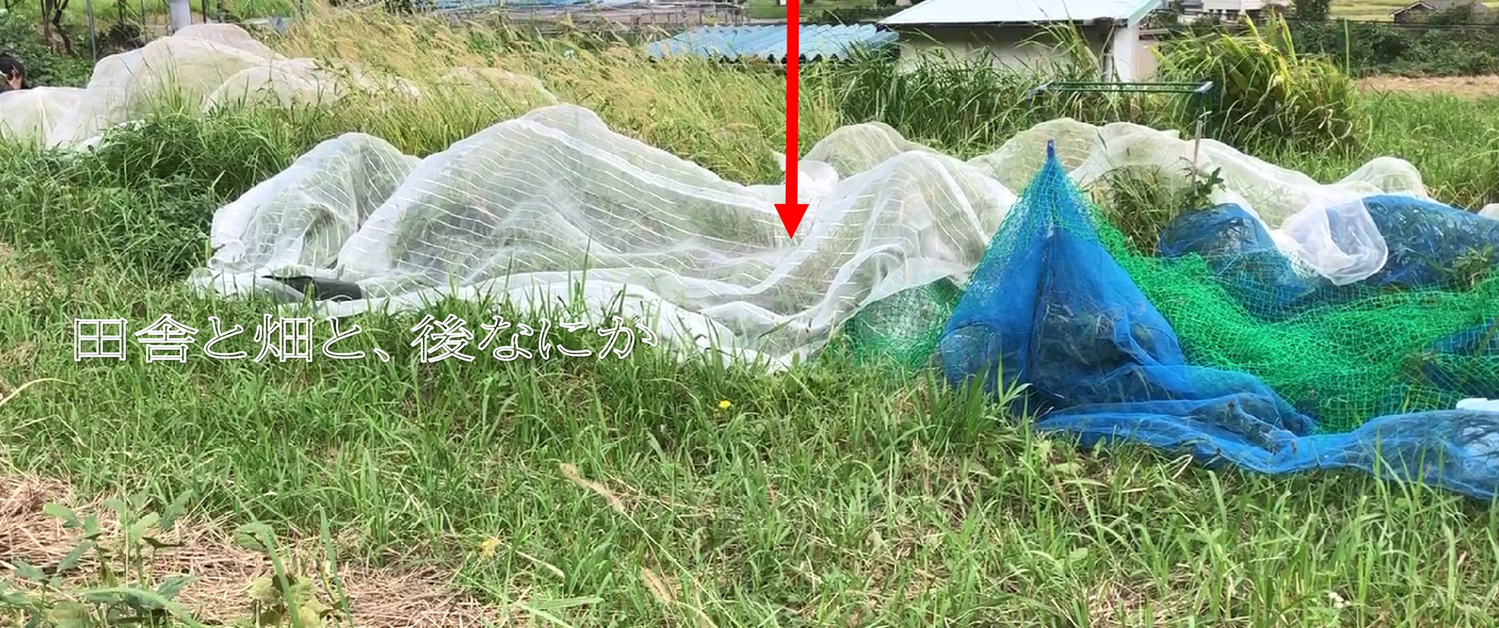 落花生栽培
