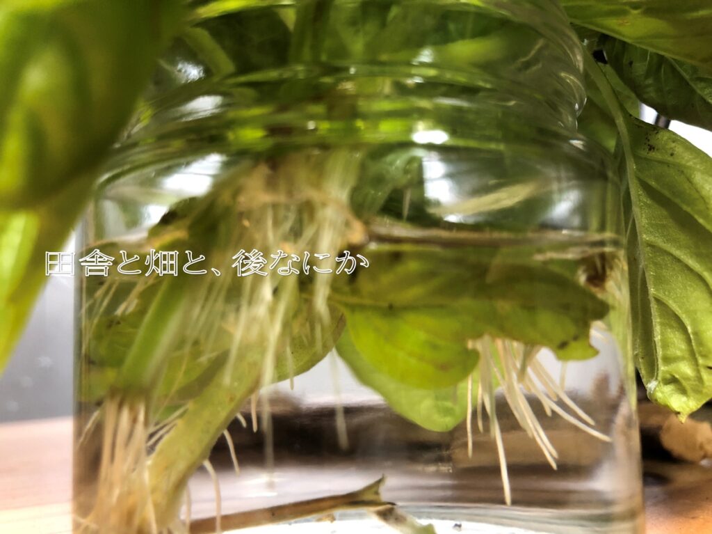 バジル