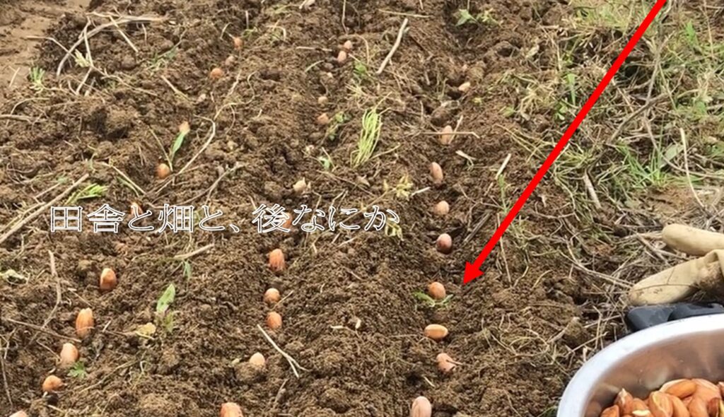 落花生栽培