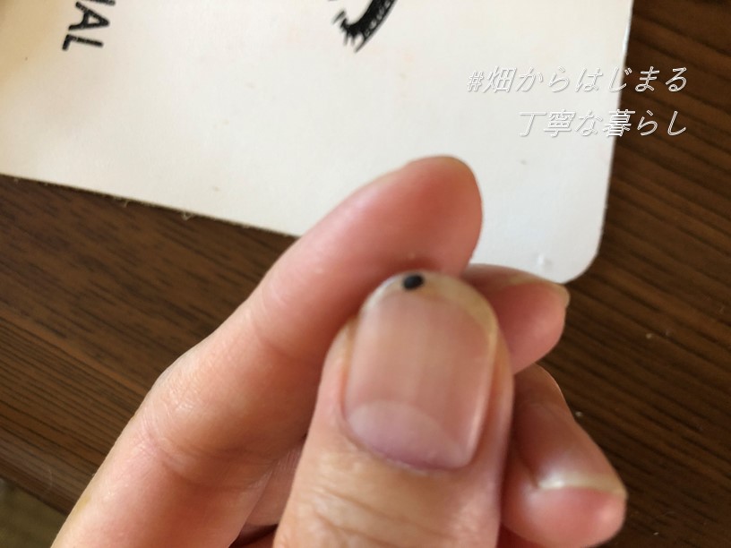 バジル