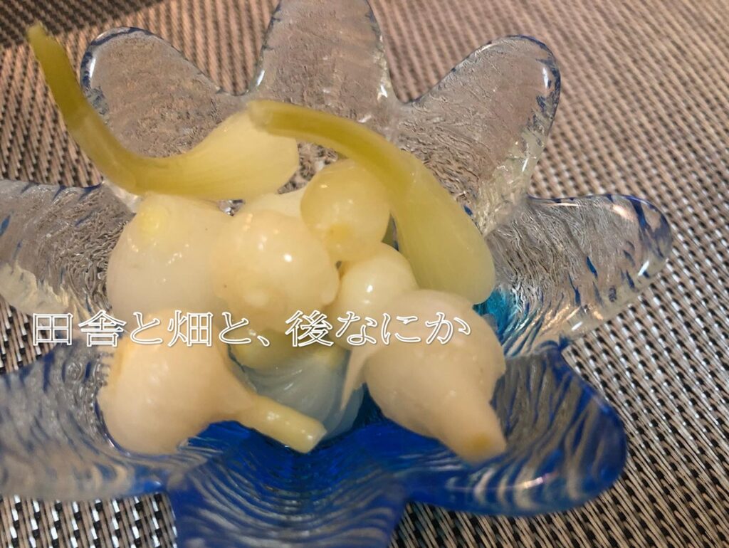 ノビル