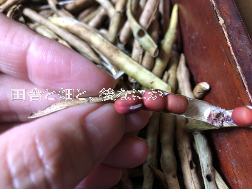 ぜんざい小豆