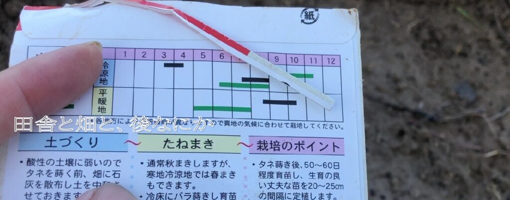 玉ねぎ
