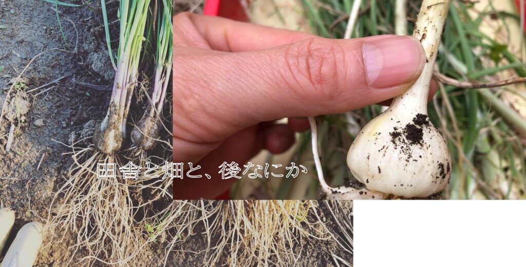 ノビル