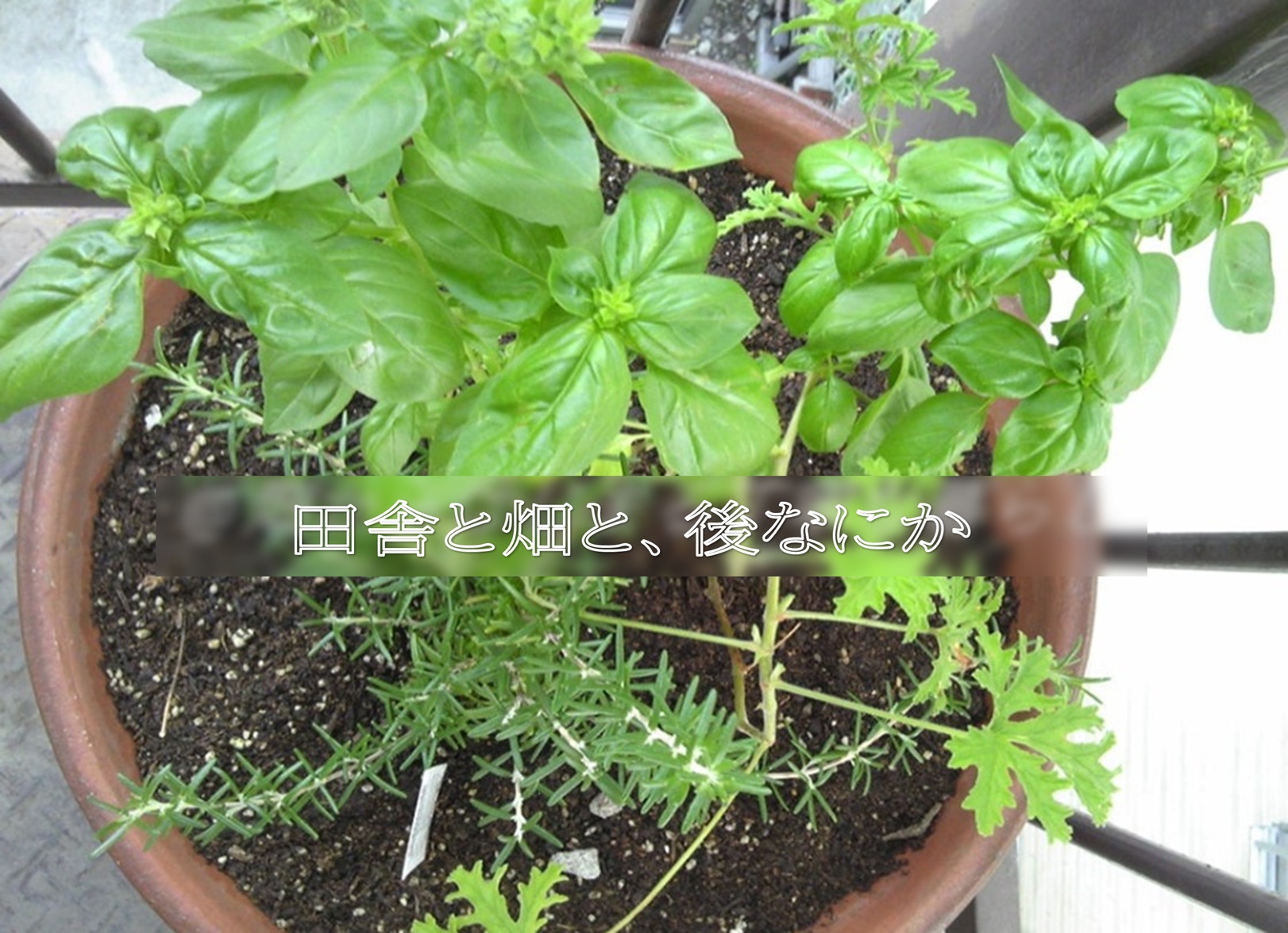 【菜園】プランター