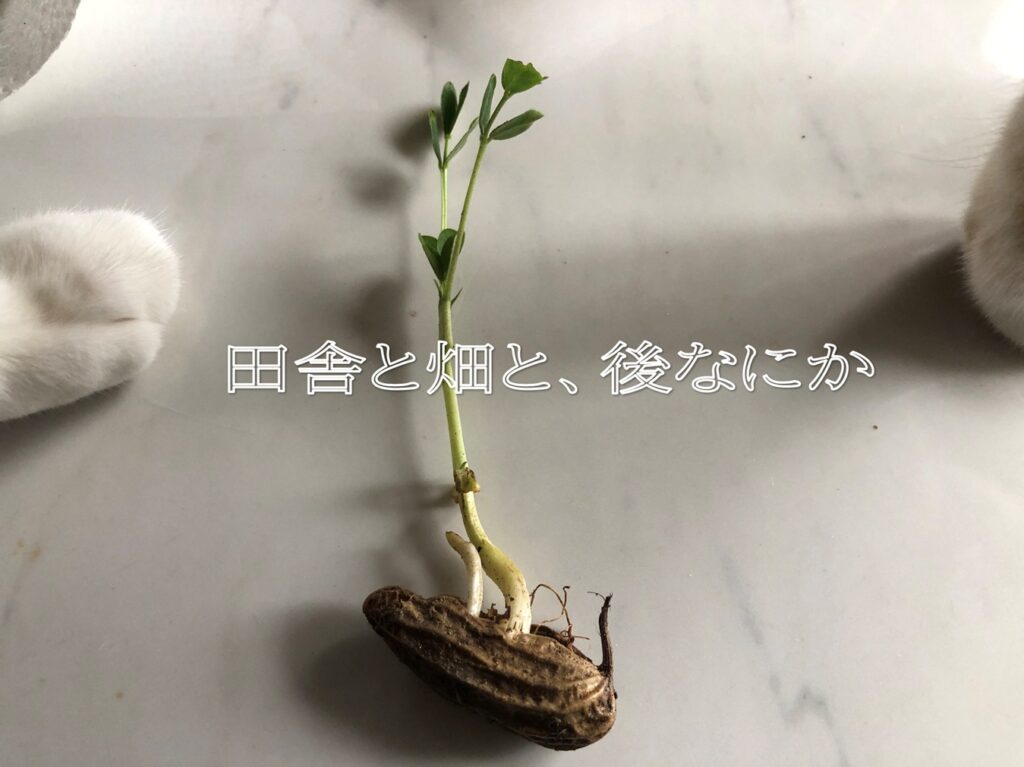落花生