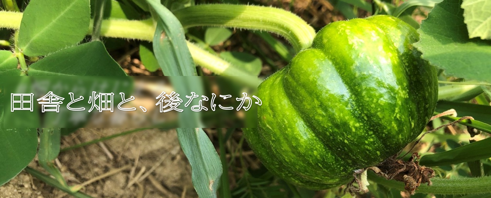 瓜科）かぼちゃ