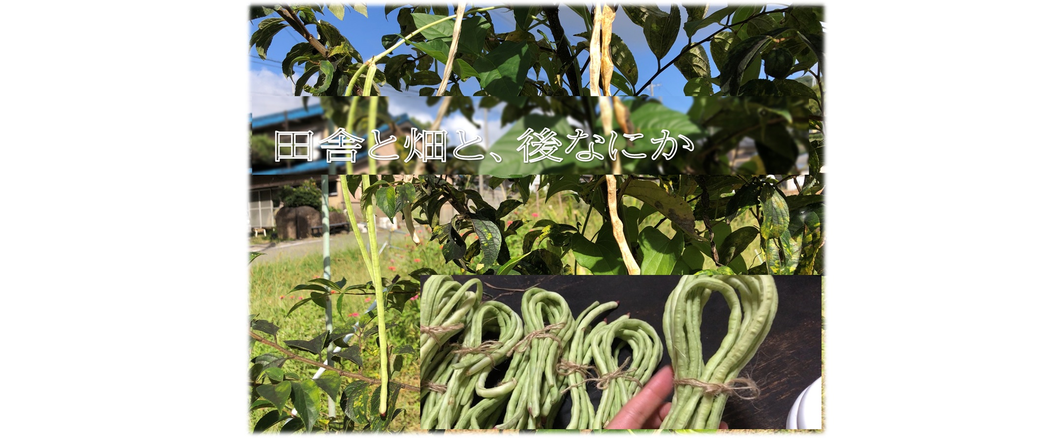 豆科）十六ささげ