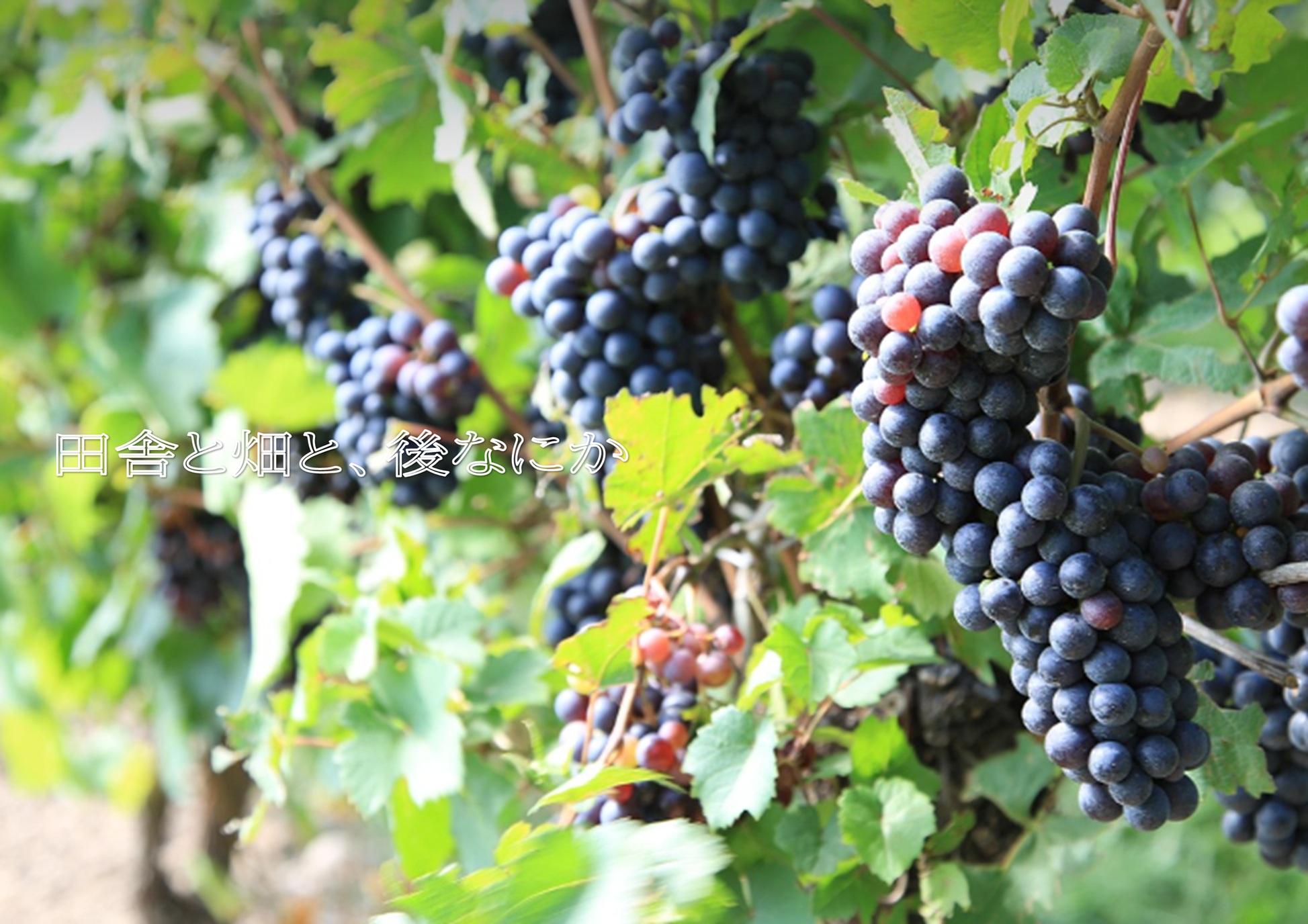 巨峰ブドウ