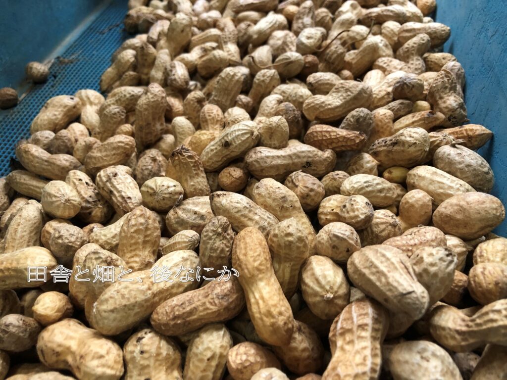 マジックブレッド