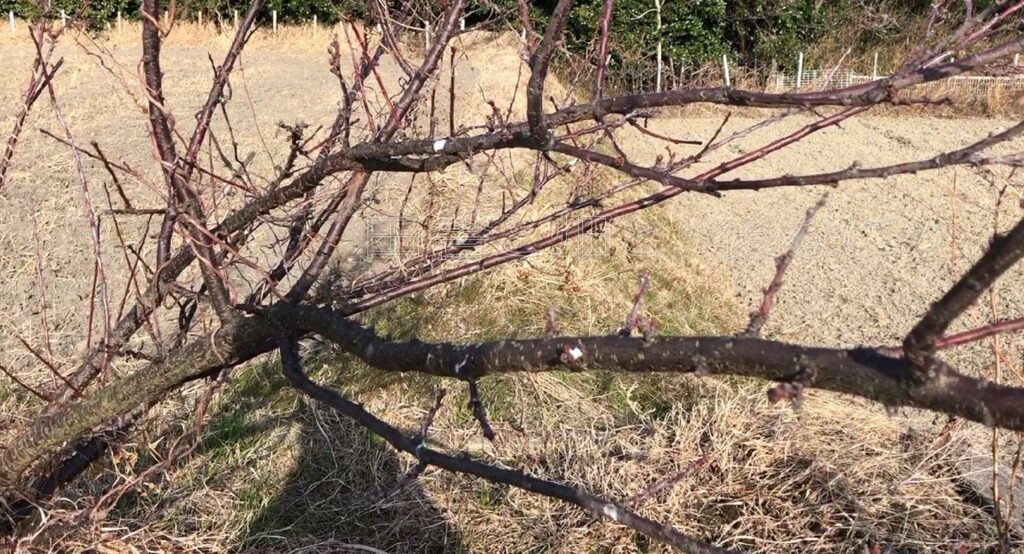 元田んぼ畑の1月