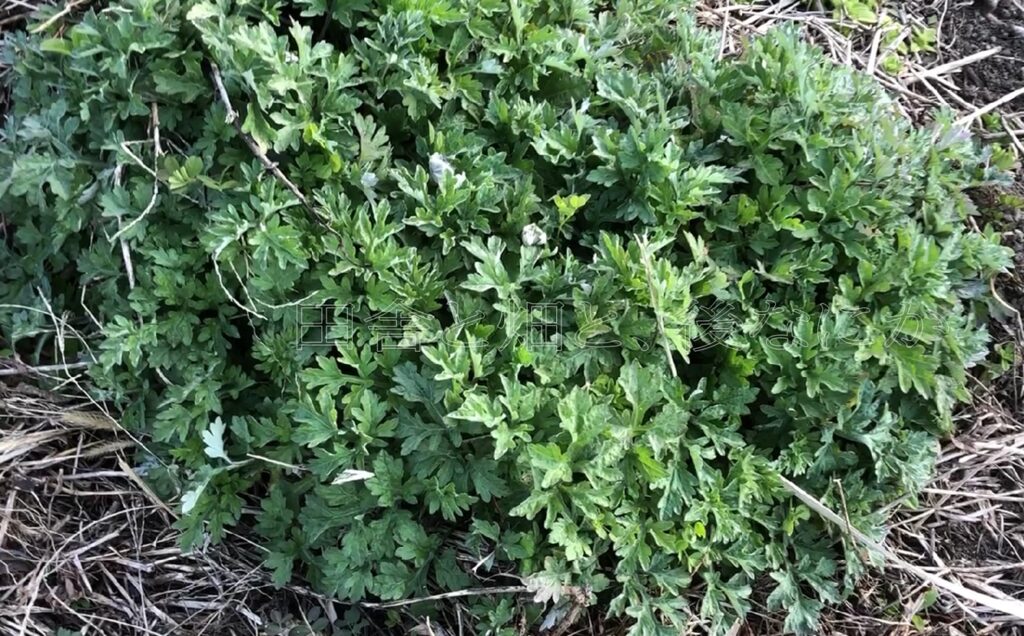 元田んぼ畑の1月