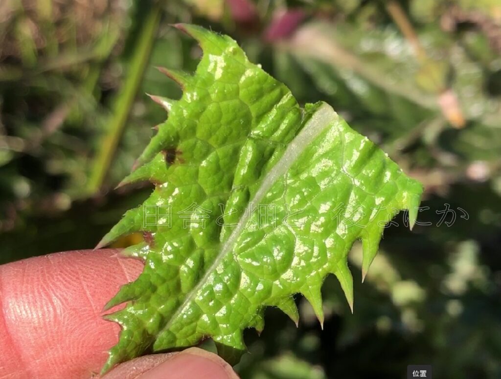 元田んぼ畑の1月