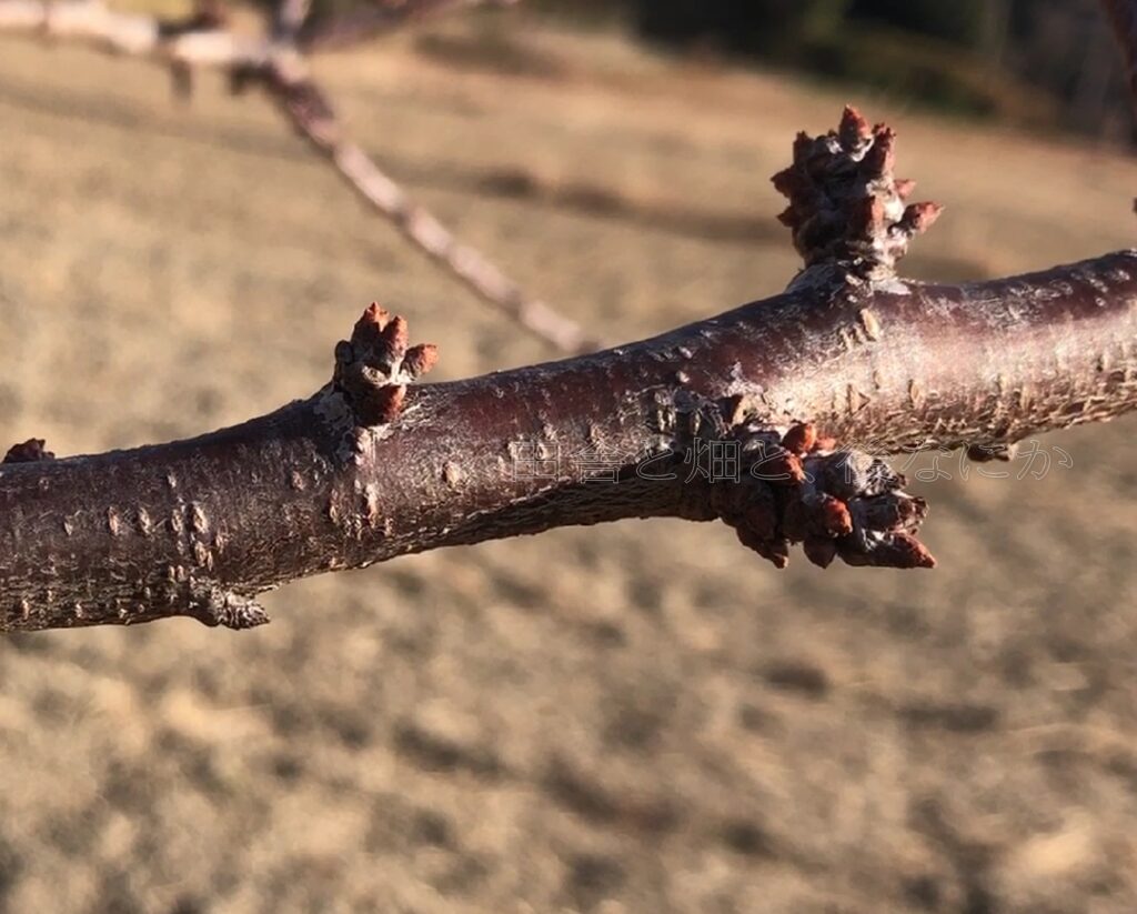 元田んぼ畑の1月