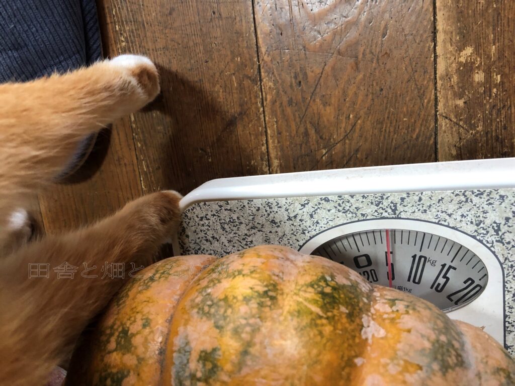 ベトナムかぼちゃ