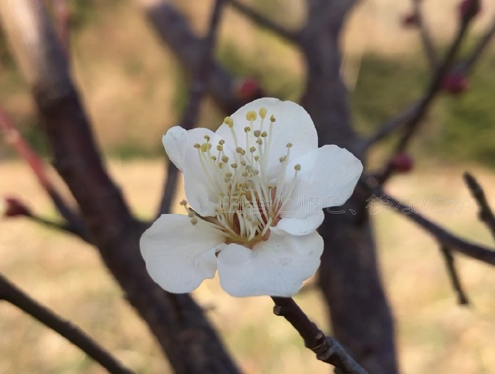 元田んぼ畑の1月