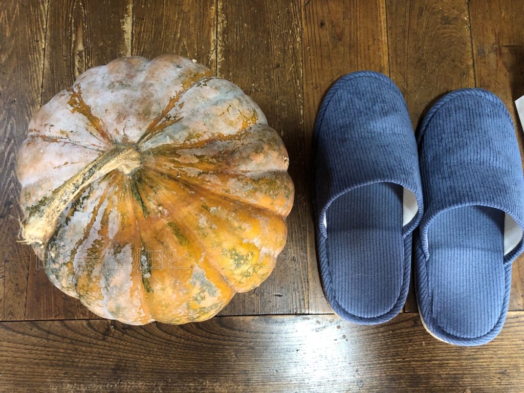 ベトナムかぼちゃ