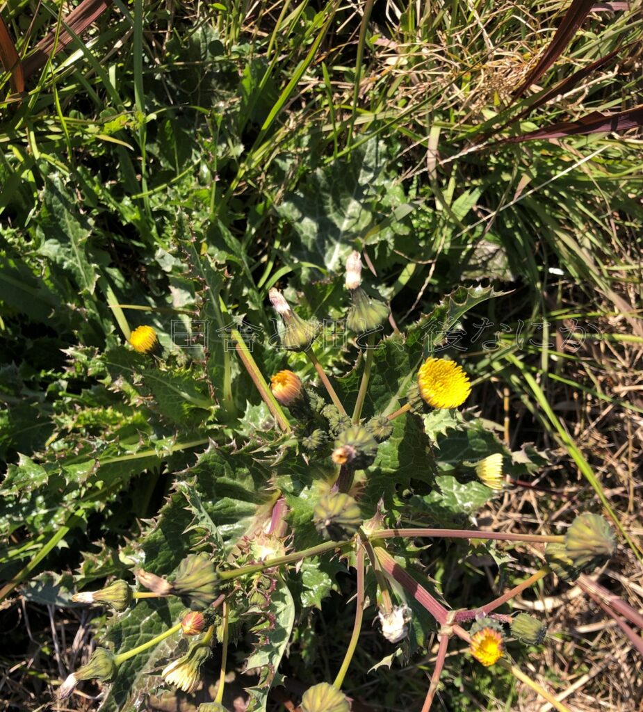 元田んぼ畑の1月