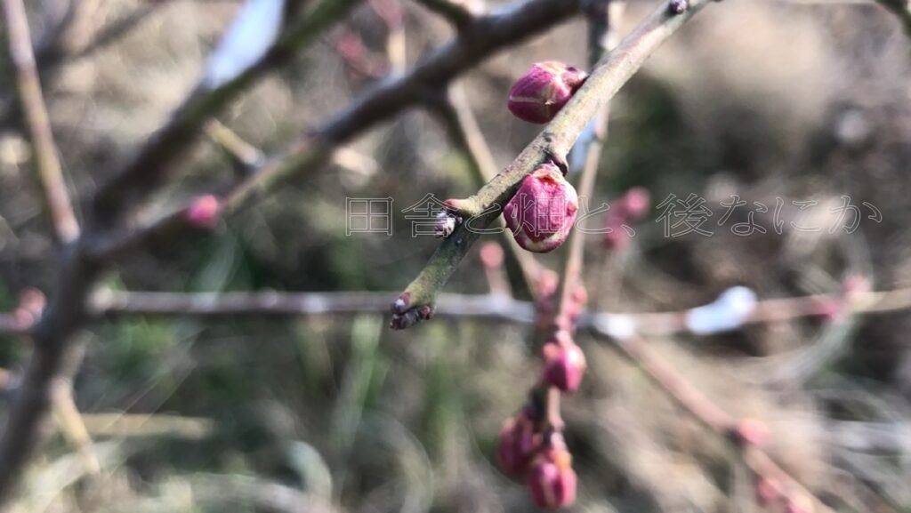 元田んぼ畑の1月