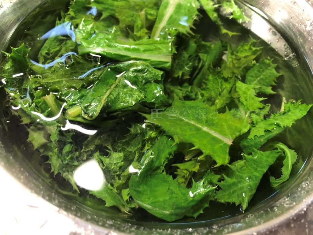 オニノゲシ野草を食す