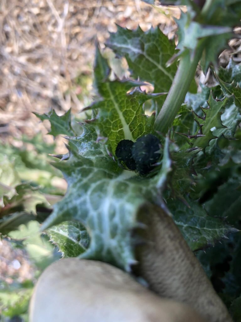 オニノゲシ野草を食す