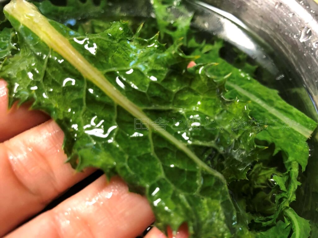 オニノゲシ野草を食す