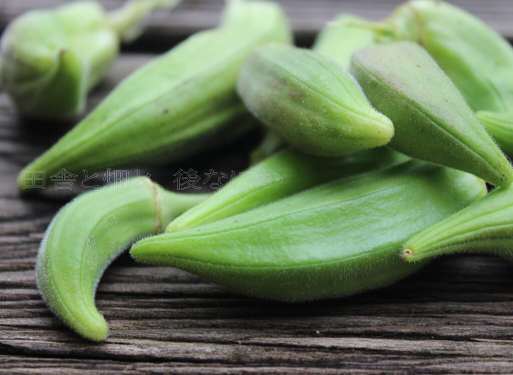 オクラ