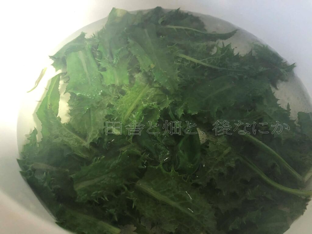 オニノゲシ野草を食す