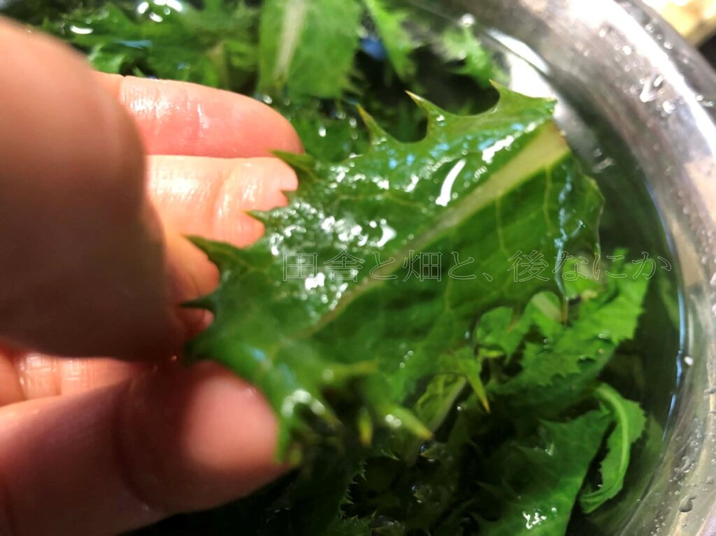 オニノゲシ野草を食す