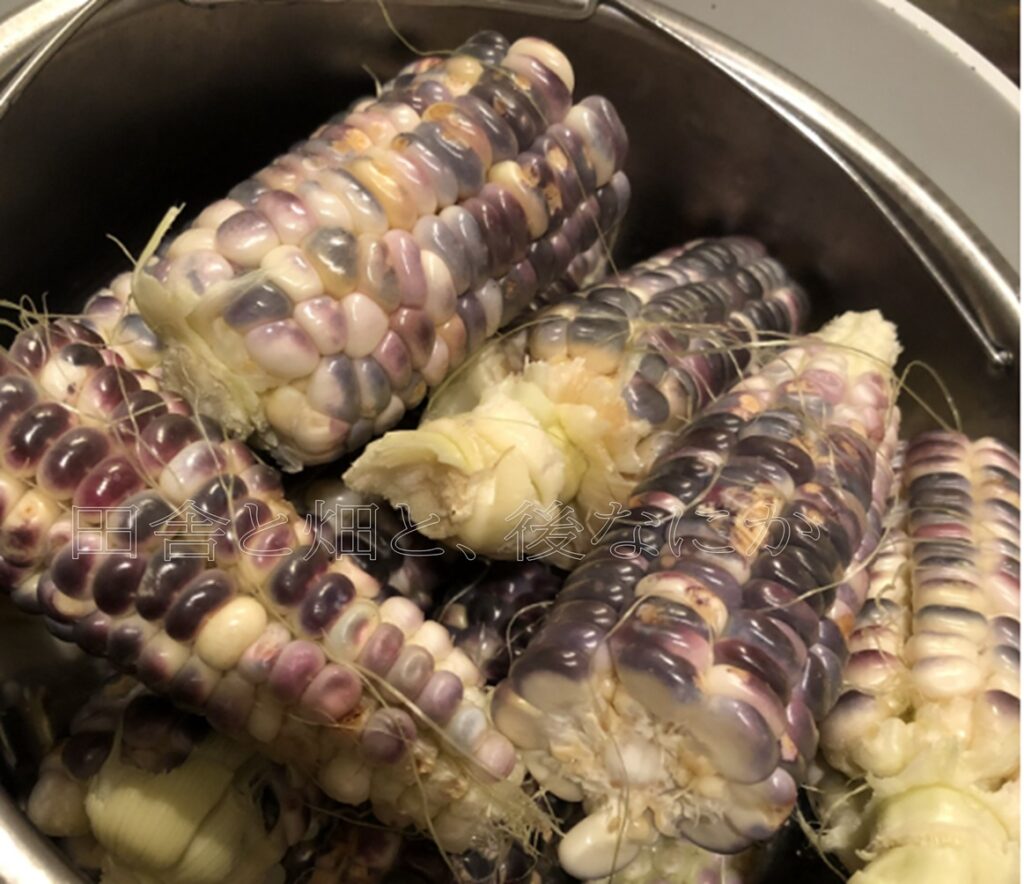 黒もちトウモロコシ