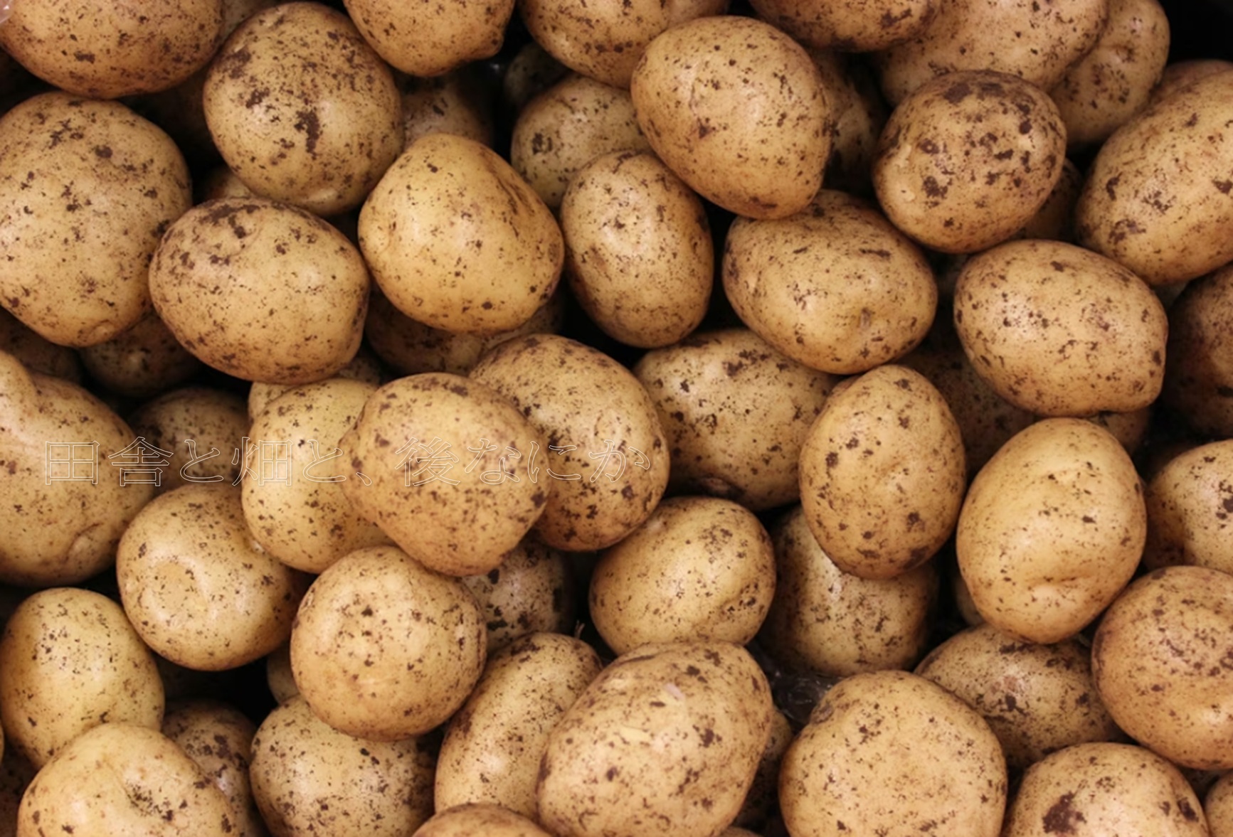 ジャガイモ