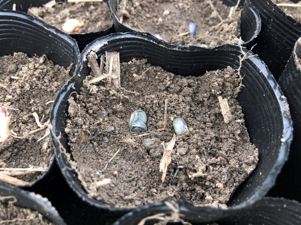 黒もちトウモロコシ