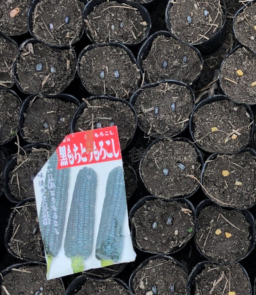 黒トウモロコシ