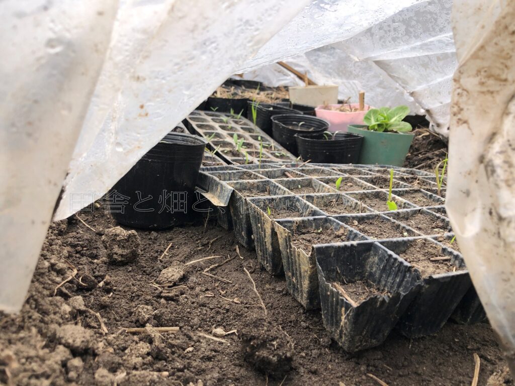 倒壊したビニール温室